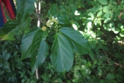 <strong>Grewia crenata - Ramon, Laurence - 75</strong><br />© Ramon, Laurence
